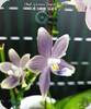 Phal. speciosa Super Purple